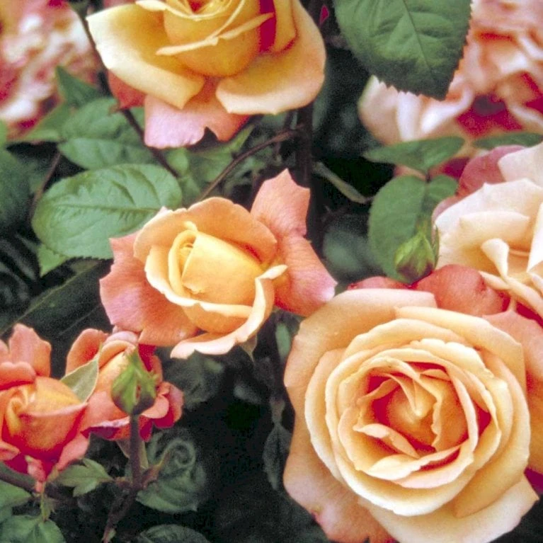 'Troika' Rosa X 'Troika' (Storblomstrende) A-Kvalitet,- Barrods Roser Min. 3 Grene 7 'Troika' Rosa X 'Troika' (Storblomstrende) A-Kvalitet,- Barrods Roser Min. 3 Grene - Image 5