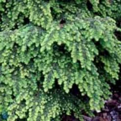 Japansk Taks 'Nana' Taxus Cuspidata 'Nana' Potte 5,0 Liter,- 30-40 Cm. -Planter Salgsbutik p2115 1652 taxus cuspidata nana 6e2d