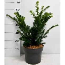 Japansk Taks 'Nana' Taxus Cuspidata 'Nana' Potte 5,0 Liter,- 30-40 Cm.