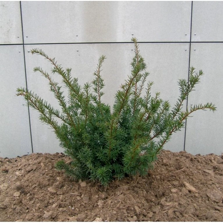 Taks 'Farmen' Taxus Media 'Farmen' Potte 3,0 Liter,- 25-30 Cm. 6 Taks 'Farmen' Taxus Media 'Farmen' Potte 3,0 Liter,- 25-30 Cm. - Image 4