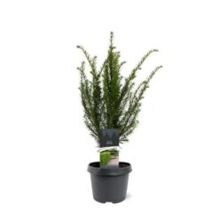 Almindelig Taks Taxus Baccata Potte 3,0 Liter,- 40-60 Cm.
