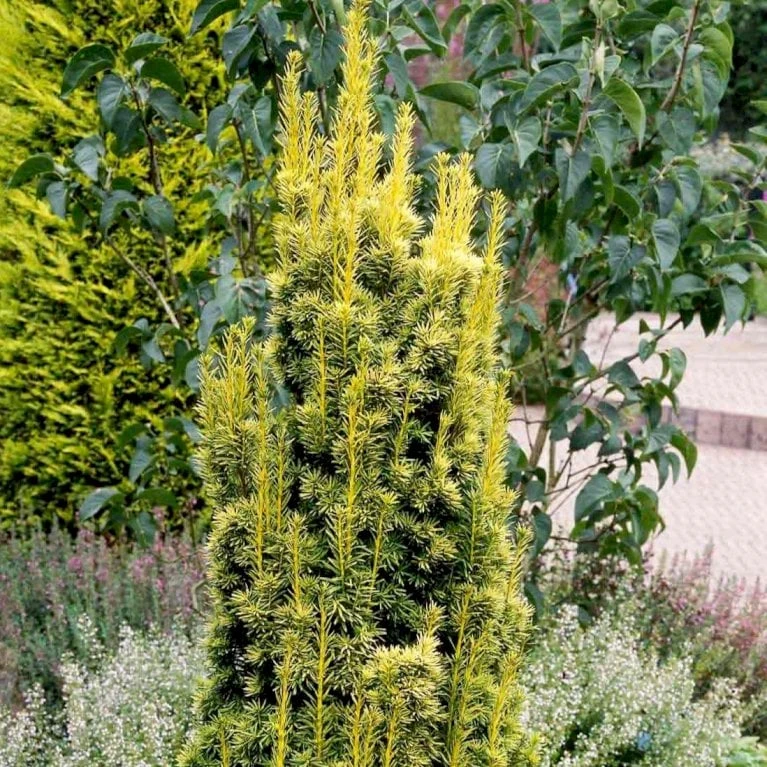 Almindelig Gul Søjletaks 'Fastigiata Aurea'' Taxus Baccata 'Fastigiata Aurea' Med Klump,- 100-120 Cm. 5 Almindelig Gul Søjletaks 'Fastigiata Aurea'' Taxus Baccata 'Fastigiata Aurea' Med Klump,- 100-120 Cm. - Image 3