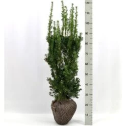 Taks 'Hicksii' Taxus Media 'Hicksii' Med Klump,- 80-100 Cm.