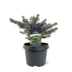 Planter Salgsbutik 41 Blågran (Podet) 'Waldbrunn' Picea Pungens 'Waldbrunn'(dværgform) Potte 3,0 Liter,- 15-20 Cm.