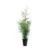 Almindelig Thuja 'Brabant' Thuja Occidentalis 'Brabant' Potte 4,0 Liter,- 80-100 Cm. 1 Almindelig Thuja 'Brabant' Thuja Occidentalis 'Brabant' Potte 4,0 Liter,- 80-100 Cm. -Planter Salgsbutik p2140 43376 thuja occidentalis brabant 7a4f