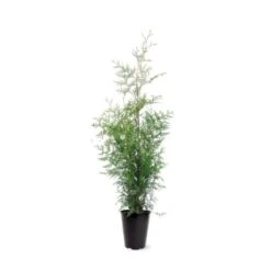 Almindelig Thuja 'Brabant' Thuja Occidentalis 'Brabant' Potte 4,0 Liter,- 80-100 Cm.