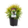 Thuja 'Golden Globe' Thuja Occidentalis 'Golden Globe'(dværgform) Potte 3,0 Liter,- 25-30 Cm. 1 Thuja 'Golden Globe' Thuja Occidentalis 'Golden Globe'(dværgform) Potte 3,0 Liter,- 25-30 Cm. -Planter Salgsbutik p2143 38842 image d3a7