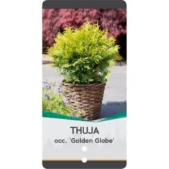 Thuja 'Golden Globe' Thuja Occidentalis 'Golden Globe'(dværgform) Potte 3,0 Liter,- 25-30 Cm. -Planter Salgsbutik p2143 38843 image 5750
