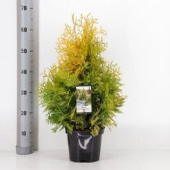 Almindelig Thuja 'Yellow Ribbon' Thuja Occidentalis 'Yellow Ribbon' Potte 3,0 Liter,- 40-60 Cm.