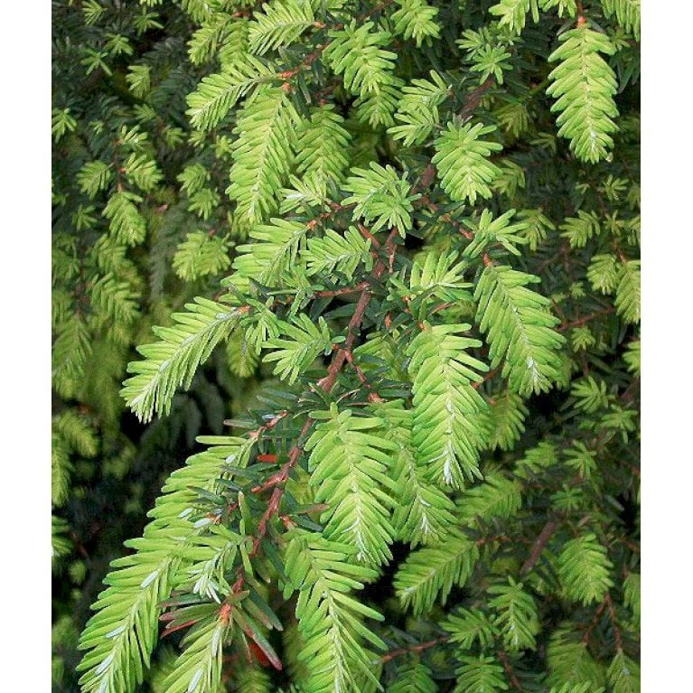 Vestamerikansk Hemlock Tsuga Heterophylla Med Klump,- 175-200 Cm. 3 Vestamerikansk Hemlock Tsuga Heterophylla Med Klump,- 175-200 Cm.