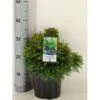 Japansk Kryptomeria 'Monstrosa Nana' Cryptomeria Japonica 'Monstrosa Nana' Potte 3,0 Liter,- 25-30 Cm. 2 Japansk Kryptomeria 'Monstrosa Nana' Cryptomeria Japonica 'Monstrosa Nana' Potte 3,0 Liter,- 25-30 Cm. -Planter Salgsbutik p23025 33434 cryptomeria japonica monstrosa nana f8d5