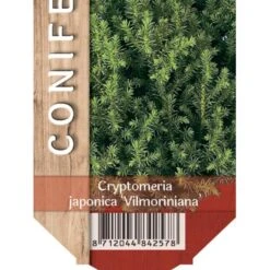 Japansk Kryptomeria 'Vilmoriniana' Cryptomeria Japonica 'Vilmoriniana' Potte 2,0 Liter,- 15-20 Cm.