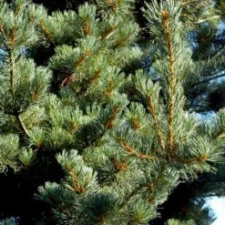 Penselfyr 'Tempelhof' Pinus Parviflora 'Tempelhof' Potte 2,5 Liter, - 25-30 Cm.