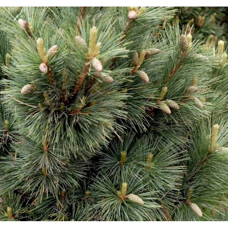 Schwerin's Fyr 'Wiethorst' Pinus X Schwerinii 'Wiethorst'(dværgform) Potte 2,5 Liter, - 30-40 Cm. 3 Schwerin's Fyr 'Wiethorst' Pinus X Schwerinii 'Wiethorst'(dværgform) Potte 2,5 Liter, - 30-40 Cm.