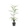 Rødtræ Sequoia Sempervirens Potte 5,0 Liter,- 80-100 Cm. 1 Rødtræ Sequoia Sempervirens Potte 5,0 Liter,- 80-100 Cm. -Planter Salgsbutik p23207 43365 sequoia sempervirens b779