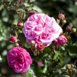 'Baronesse'® Rosa X 'Baronesse'® (Buketrose) A-Kvalitet,- Barrods Roser Min. 3 Grene