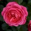 'Bernstorff'™ Rosa X 'Bernstorff'™ (Buketrose) A-Kvalitet,- Barrods Roser Min. 3 Grene 2 'Bernstorff'™ Rosa X 'Bernstorff'™ (Buketrose) A-Kvalitet,- Barrods Roser Min. 3 Grene -Planter Salgsbutik p23418 51763 rosa x bernstorff buketrose 7cc1