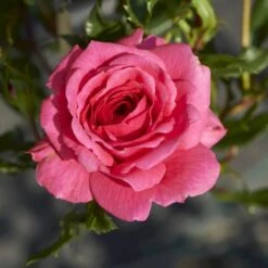 'Boogie-Woogie'™ Rosa X 'Boogie-Woogie'™ (Slyngrose) A-Kvalitet,- Barrods Roser Min. 3 Grene 11 'Boogie-Woogie'™ Rosa X 'Boogie-Woogie'™ (Slyngrose) A-Kvalitet,- Barrods Roser Min. 3 Grene -Planter Salgsbutik p23437 52211 rosa x boogie woogie slyngrose 6096