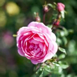 'Boogie-Woogie'™ Rosa X 'Boogie-Woogie'™ (Slyngrose) A-Kvalitet,- Barrods Roser Min. 3 Grene 12 'Boogie-Woogie'™ Rosa X 'Boogie-Woogie'™ (Slyngrose) A-Kvalitet,- Barrods Roser Min. 3 Grene -Planter Salgsbutik p23437 52212 rosa x boogie woogie slyngrose 1c0f