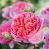 'Boscobel' Rosa X 'Boscobel' (Engelsk Rose) A-Kvalitet,- Barrods Roser Min. 3 Grene -Planter Salgsbutik p23445 52945 rosa x boscobel engelsk rose 74c0
