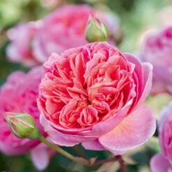 'Boscobel' Rosa X 'Boscobel' (Engelsk Rose) A-Kvalitet,- Barrods Roser Min. 3 Grene