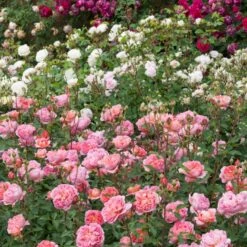'Boscobel' Rosa X 'Boscobel' (Engelsk Rose) A-Kvalitet,- Barrods Roser Min. 3 Grene 19 'Boscobel' Rosa X 'Boscobel' (Engelsk Rose) A-Kvalitet,- Barrods Roser Min. 3 Grene -Planter Salgsbutik p23445 52951 rosa x boscobel engelsk rose 10ce
