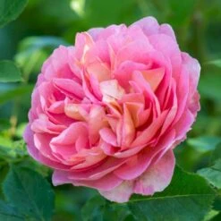 'Boscobel' Rosa X 'Boscobel' (Engelsk Rose) A-Kvalitet,- Barrods Roser Min. 3 Grene 20 'Boscobel' Rosa X 'Boscobel' (Engelsk Rose) A-Kvalitet,- Barrods Roser Min. 3 Grene -Planter Salgsbutik p23445 52952 rosa x boscobel engelsk rose 4502