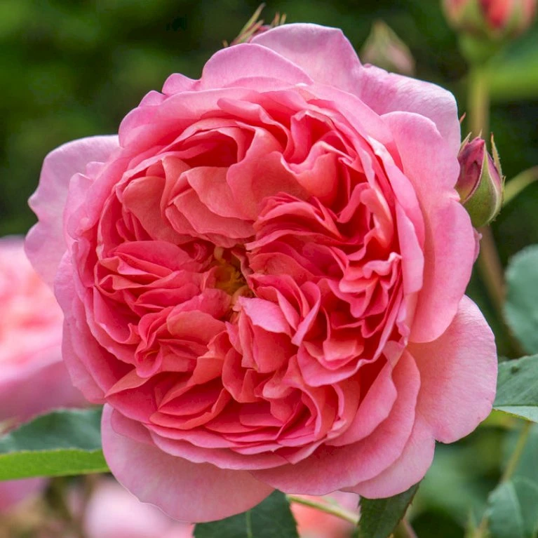 'Boscobel' Rosa X 'Boscobel' (Engelsk Rose) A-Kvalitet,- Barrods Roser Min. 3 Grene 12 'Boscobel' Rosa X 'Boscobel' (Engelsk Rose) A-Kvalitet,- Barrods Roser Min. 3 Grene - Image 10