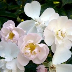 'Brenda Colvin' Rosa X 'Brenda Colvin' (Slyngrose) A-Kvalitet,- Barrods Roser Min. 3 Grene