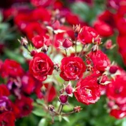 'Intense Cover'® Rosa X 'Intense Cover'® (Bunddækkerose) A-Kvalitet,- Barrods Roser Min. 3 Grene