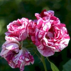 'Ferdinand Pichard' Rosa Remontant 'Ferdinand Pichard' (Remontantrose) A-Kvalitet,- Barrods Roser Min. 3 Grene