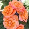 'Gavnø'™ Rosa X 'Gavnø'™ (Storblomstrende) A-Kvalitet,- Barrods Roser Min. 3 Grene 1 'Gavnø'™ Rosa X 'Gavnø'™ (Storblomstrende) A-Kvalitet,- Barrods Roser Min. 3 Grene -Planter Salgsbutik p23692 51503 rosa gavnoe storblomstrende 3950