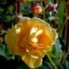 'Goldener Olymp'® Rosa X 'Goldener Olymp'® (Slyngrose) A-Kvalitet,- Barrods Roser Min. 3 Grene 2 'Goldener Olymp'® Rosa X 'Goldener Olymp'® (Slyngrose) A-Kvalitet,- Barrods Roser Min. 3 Grene -Planter Salgsbutik p23710 52411 rosa x goldener olymp slyngrose 4747