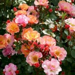 'Jazz'® Rosa X 'Jazz'® (Bunddækkerose) A-Kvalitet,- Barrods Roser Min. 3 Grene 9 'Jazz'® Rosa X 'Jazz'® (Bunddækkerose) A-Kvalitet,- Barrods Roser Min. 3 Grene -Planter Salgsbutik p23790 51566 rosa x jazz bunddaekkerose aea0