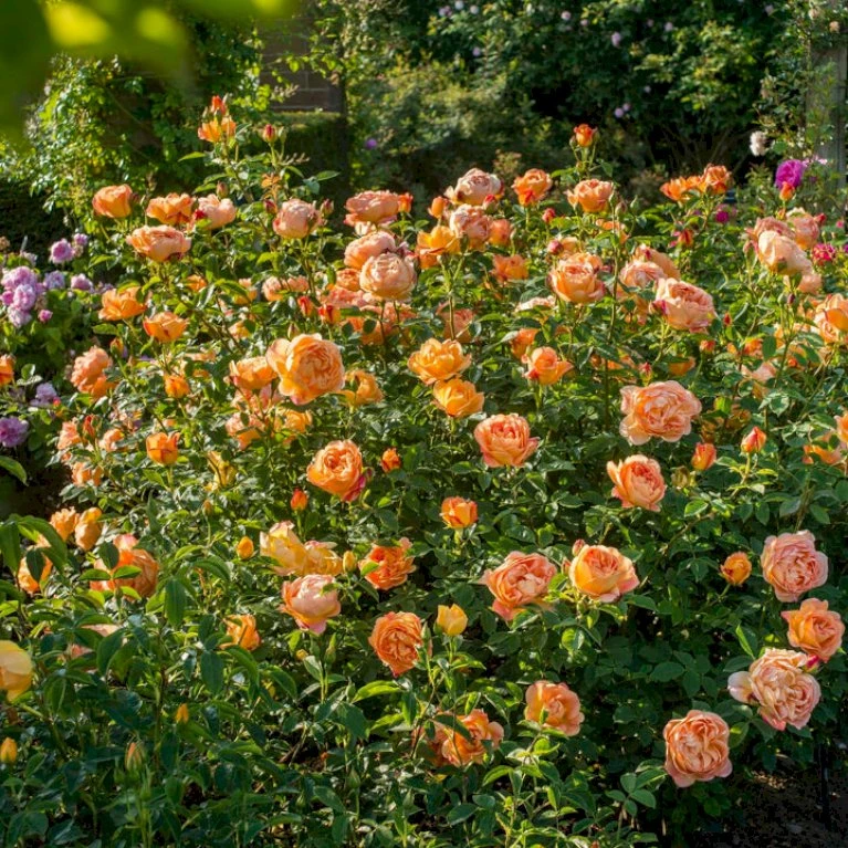 'Lady Of Shalott' Rosa X 'Lady Of Shalott' (Engelsk Rose) A-Kvalitet,- Barrods Roser Min. 3 Grene 11 'Lady Of Shalott' Rosa X 'Lady Of Shalott' (Engelsk Rose) A-Kvalitet,- Barrods Roser Min. 3 Grene - Image 9