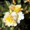 'Morden Sunrise' Rosa X 'Morden Sunrise' (Buketrose) A-Kvalitet,- Barrods Roser Min. 3 Grene 2 'Morden Sunrise' Rosa X 'Morden Sunrise' (Buketrose) A-Kvalitet,- Barrods Roser Min. 3 Grene -Planter Salgsbutik p23945 52279 rosa x morden sunrise buketrose 8f7e