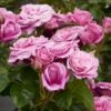 'Naomi™ Renaissance'® Rosa X 'Naomi™ Renaissance'® (Renaissancerose) A-Kvalitet,- Barrods Roser Min. 3 Grene 1 'Naomi™ Renaissance'® Rosa X 'Naomi™ Renaissance'® (Renaissancerose) A-Kvalitet,- Barrods Roser Min. 3 Grene -Planter Salgsbutik p23967 52176 rosa x naomi renaissance renaissancerose a759
