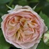 'Pastella'® Rosa X 'Pastella'® (Buketrose) A-Kvalitet,- Barrods Roser Min. 3 Grene 2 'Pastella'® Rosa X 'Pastella'® (Buketrose) A-Kvalitet,- Barrods Roser Min. 3 Grene -Planter Salgsbutik p24016 51647 rosa x pastella buketrose dd4d