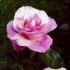 'Paul McCartney' Rosa X 'Paul McCartney' (Storblomstrende) A-Kvalitet,- Barrods Roser Min. 3 Grene 1 'Paul McCartney' Rosa X 'Paul McCartney' (Storblomstrende) A-Kvalitet,- Barrods Roser Min. 3 Grene -Planter Salgsbutik p24023 53281 rosa x paul mccartney storblomstrende 6c80