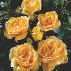 'Sophia™ Renaissance'® Rosa X 'Sophia™ Renaissance'® (Renaissancerose) A-Kvalitet,- Barrods Roser Min. 3 Grene 8 'Sophia™ Renaissance'® Rosa X 'Sophia™ Renaissance'® (Renaissancerose) A-Kvalitet,- Barrods Roser Min. 3 Grene -Planter Salgsbutik p24215 52204 rosa x sophia renaissance renaissancerose 0ddd