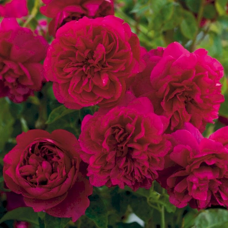 'Thomas á Becket' Rosa X 'Thomas á Becket' (Engelsk Rose) A-Kvalitet,- Barrods Roser Min. 3 Grene 5 'Thomas á Becket' Rosa X 'Thomas á Becket' (Engelsk Rose) A-Kvalitet,- Barrods Roser Min. 3 Grene - Image 3