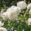 'Tranquillity' Rosa X 'Tranquillity' (Engelsk Rose) A-Kvalitet,- Barrods Roser Min. 3 Grene 2 'Tranquillity' Rosa X 'Tranquillity' (Engelsk Rose) A-Kvalitet,- Barrods Roser Min. 3 Grene -Planter Salgsbutik p24285 53226 rosa x tranquillity engelsk rose 6bf5