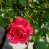 'Twist'™ Rosa X 'Twist'™ (Slyngroser) A-Kvalitet,- Barrods Roser Min. 3 Grene -Planter Salgsbutik p24293 52260 rosa x twist slyngroser 7d03