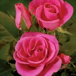 'Violet™ Hit'® Rosa X 'Violet™ Hit'® (Miniaturerose) A-Kvalitet,- Barrods Roser Min. 3 Grene 14 'Violet™ Hit'® Rosa X 'Violet™ Hit'® (Miniaturerose) A-Kvalitet,- Barrods Roser Min. 3 Grene -Planter Salgsbutik p24308 52074 rosa x violet hit miniaturerose 8d90