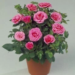 'Violet™ Hit'® Rosa X 'Violet™ Hit'® (Miniaturerose) A-Kvalitet,- Barrods Roser Min. 3 Grene 15 'Violet™ Hit'® Rosa X 'Violet™ Hit'® (Miniaturerose) A-Kvalitet,- Barrods Roser Min. 3 Grene -Planter Salgsbutik p24308 52075 rosa x violet hit miniaturerose 11bc