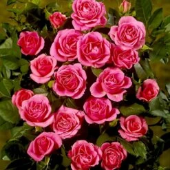 'Violet™ Hit'® Rosa X 'Violet™ Hit'® (Miniaturerose) A-Kvalitet,- Barrods Roser Min. 3 Grene 16 'Violet™ Hit'® Rosa X 'Violet™ Hit'® (Miniaturerose) A-Kvalitet,- Barrods Roser Min. 3 Grene -Planter Salgsbutik p24308 52076 rosa x violet hit miniaturerose 8dcd