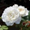 'William And Cathrine'™ Rosa X 'William And Cathrine'™ (Engelsk Rose) A-Kvalitet,- Barrods Roser Min. 3 Grene 2 'William And Cathrine'™ Rosa X 'William And Cathrine'™ (Engelsk Rose) A-Kvalitet,- Barrods Roser Min. 3 Grene -Planter Salgsbutik p24337 53242 rosa x william and cathrine engelsk rose 179a