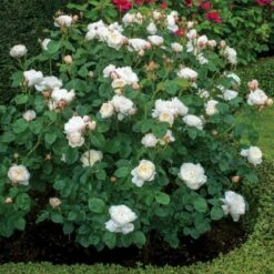 'William And Cathrine'™ Rosa X 'William And Cathrine'™ (Engelsk Rose) A-Kvalitet,- Barrods Roser Min. 3 Grene 14 'William And Cathrine'™ Rosa X 'William And Cathrine'™ (Engelsk Rose) A-Kvalitet,- Barrods Roser Min. 3 Grene -Planter Salgsbutik p24337 53244 rosa x william and cathrine engelsk rose 35e0