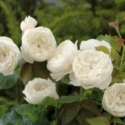 'William And Cathrine'™ Rosa X 'William And Cathrine'™ (Engelsk Rose) A-Kvalitet,- Barrods Roser Min. 3 Grene 16 'William And Cathrine'™ Rosa X 'William And Cathrine'™ (Engelsk Rose) A-Kvalitet,- Barrods Roser Min. 3 Grene -Planter Salgsbutik p24337 53246 rosa x william and cathrine engelsk rose c3b3
