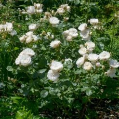 'William And Cathrine'™ Rosa X 'William And Cathrine'™ (Engelsk Rose) A-Kvalitet,- Barrods Roser Min. 3 Grene 17 'William And Cathrine'™ Rosa X 'William And Cathrine'™ (Engelsk Rose) A-Kvalitet,- Barrods Roser Min. 3 Grene -Planter Salgsbutik p24337 53247 rosa x william and cathrine engelsk rose a6c3